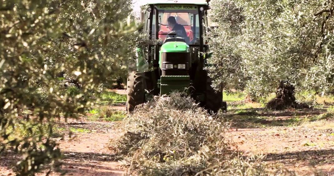 Tractor recogiendo poda de olivo