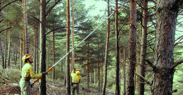 Profesionales forestales trabajando en poda de biomasa